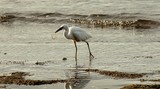 Egretta sacra albolineata white morph hunting in the sea New Caledonia