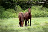 Cheval sauvage photographie Nouvelle-Calédonie terre d'aventure cowboy