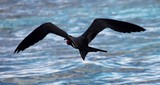 Fregata ariel New Caledonia Bird watching
