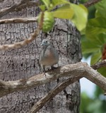 Zebra Dove Geopelia striata New Caledonia wild bird