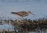 Tringa incana wading bird New Caledonia