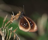flying insect moth butterfly polymorphism colour beauty New Caledonia