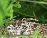 Lioscincus nigrofasciolatum Lézard Nouvelle-Calédonie scinque arboricole à ventre vert