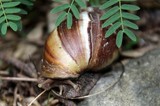 Escargot de Nouvelle-Calédonie