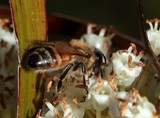 Apis mellifera ligustica fleur Nouvelle-Calédonie Italian bee honey bee New Caledonia flying insect
