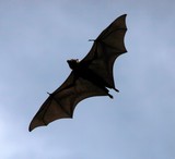 chauve souris batman the return faune flore ile Viti Levu Fidji