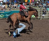 Chute de cheval rodéo blessure cheval cavalier nouvelle-calédonie