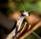 Tenodera costalis mantidae insecte Nouvelle-Calédonie mante