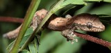 gecko reptile Nouvelle-Calédonie