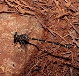 Caledopteryx maculata endemic New Caledonia found near water