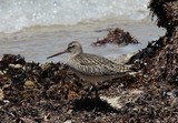 Limosa lapponica Bar-tailed Godwit New Caledonia Bird
