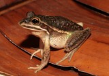 Litoria aurea green and golden bell frog New Caledonia ground-dwelling tree frog
