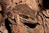 Litoria aurea grenouille arboricole Nouvelle-Calédonie