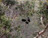 Microcarbo melanoleucos Little Pied Cormoran landing on a tree yate lake new caledonia french island in the pacific coral sea