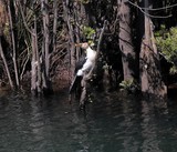 Microcarbo melanoleucos Cormoran pie lac de Yaté oiseau Nouvelle-Calédonie bec jaune plumes noire et blanche Little Pied Cormorant New Caledonia Yate lake