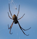 spider nephila new caledonia picture web long legs spiderman nouvelle-calédonie male et femelle