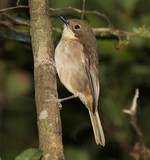 Pachycephala caledonica Siffleur calédonien oiseau endémique Nouvelle-Calédonie photo animalière