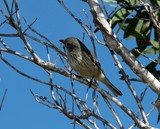 Pachycephala Caledonica female New Caledonia bird