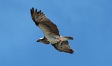 Pandion cristatus Eastern osprey Raptor with fish Prey New Caledonia Bird