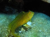 Parablennius pilicornis Blennie de Vanderveken posée sur un rocher Méditerranée