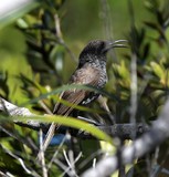 Phylidonyris undulatus bird of new caledonia endemiq 
