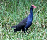 Porphyrio porphyrio melanotus samoensis Poule sultane Nouvelle-Calédonie