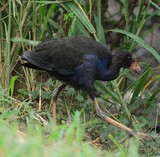 Porphyrio porphyrio melanotus samoensis Talève sultane Nouvelle-Calédonie
