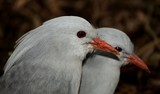 Rhynochetos jubatus Kagu or Cagou wild bird endemiq New Caledonia island protection