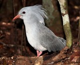 Rhynochetos jubatus Kagou huppé Cagou  espèce d'oiseau incapable de voler endémique de Nouvelle-Calédonie