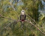 Sula sula rubripes fous à pieds rouges Nouvelle-Calédonie oiseau du lagon