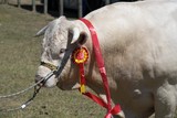 taureau foire koumac dionysos nouvelle caledonie bull new caledonia 4