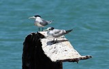 Thalasseus bergii cristatus Sterna cristata New Caledonia