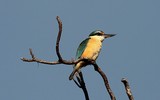 Todiramphus sanctus canacorum Sacred Kingfisher New Caledonia