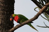 Trichoglossus haematodus deplanchii Nouvelle-Caledonie Perruche loriquet oiseaux photographie