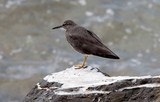 Tringa incana Wandering Tattler New Caledonia Bird