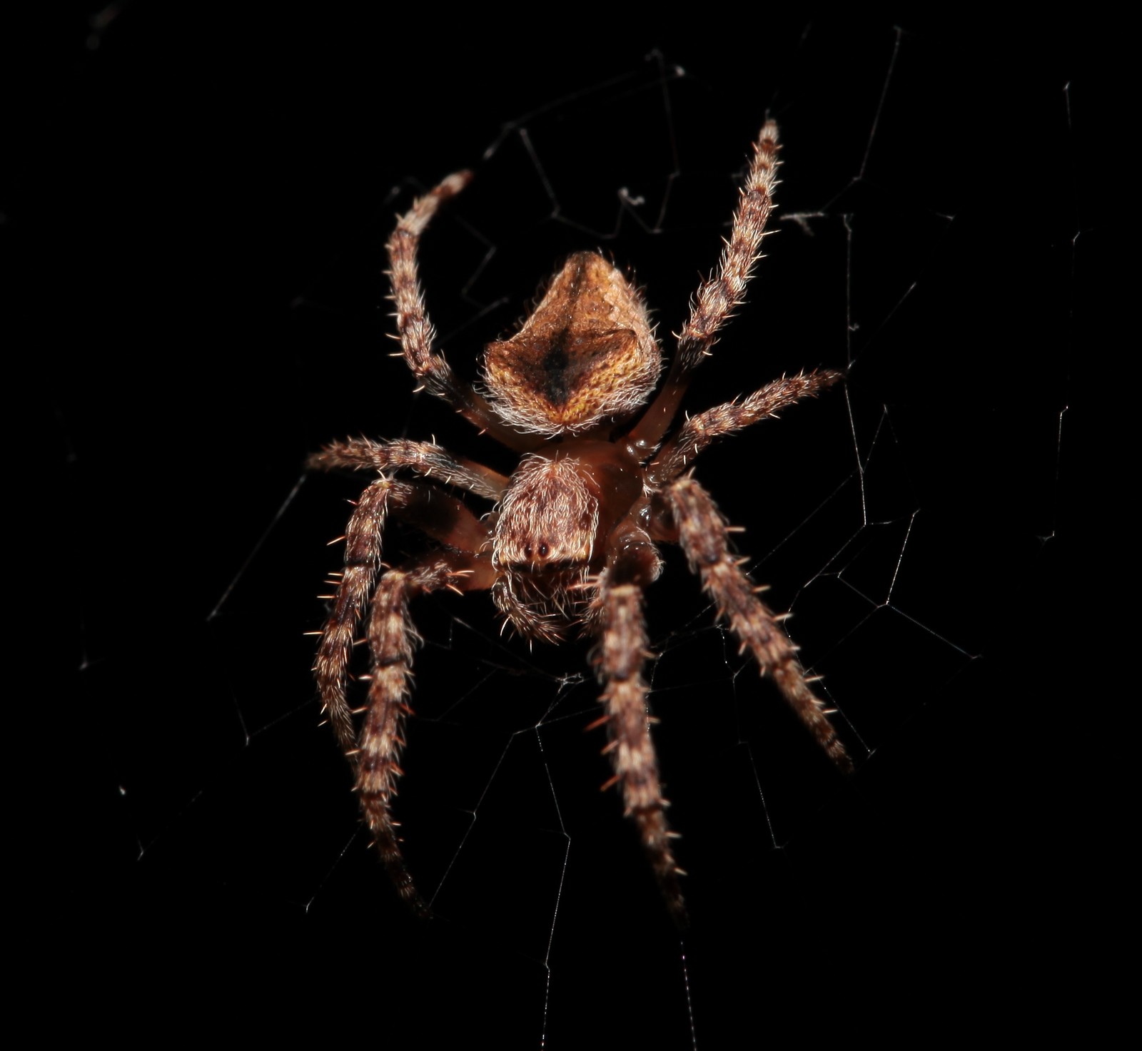 ERIOPHORA TRANSMARINA - (KEYSERLING, 1856)