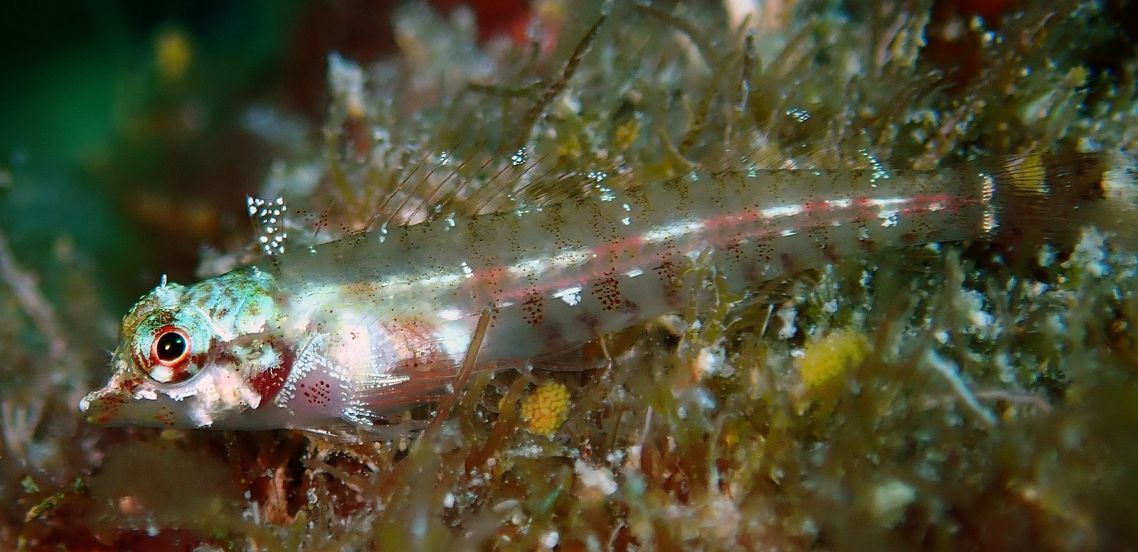 ENNEAPTERYGIUS PALLIDOSERIALIS (FRICKE, 1997)