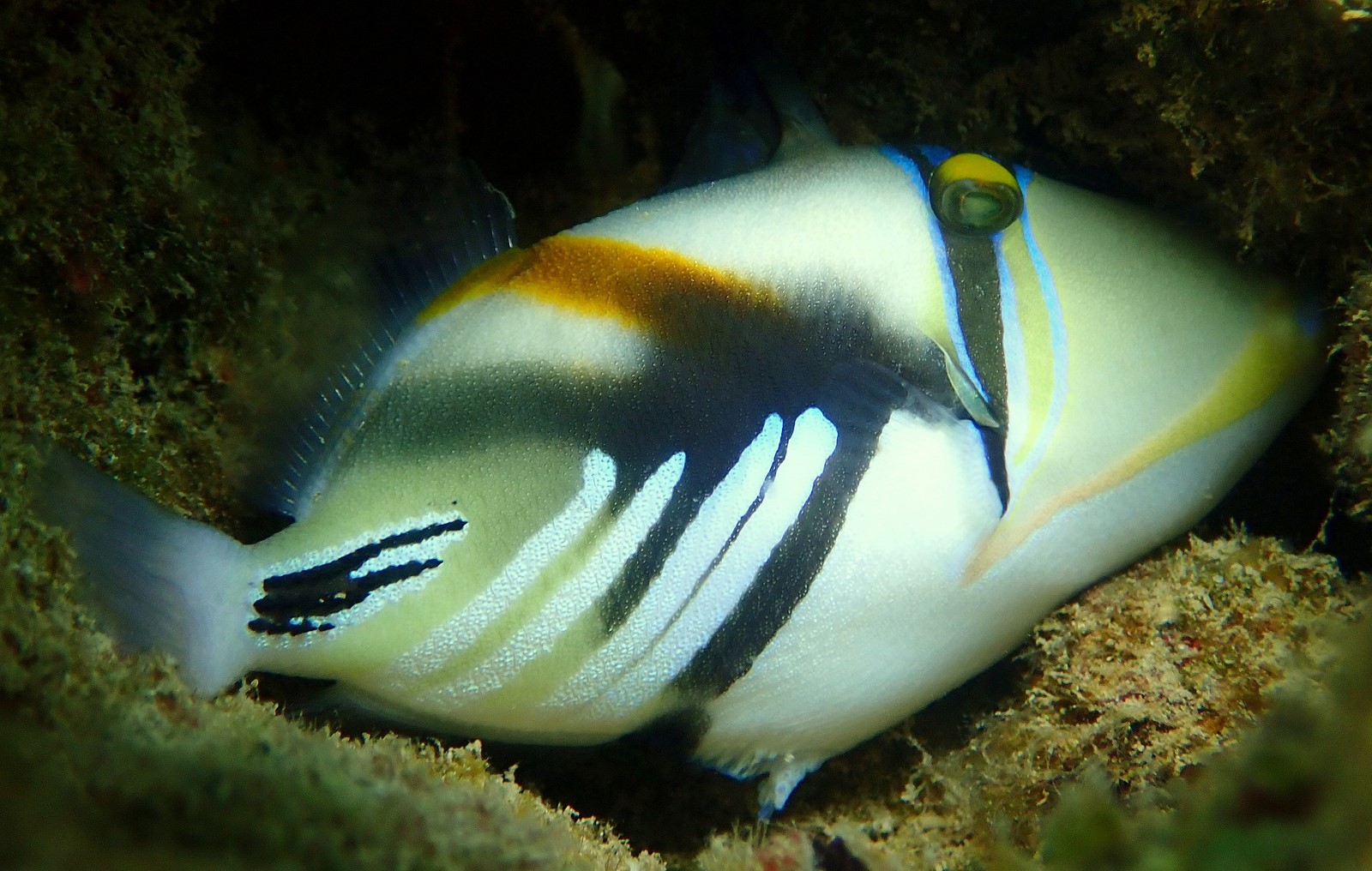 RHINECANTHUS ACULEATUS (LINNAEUS, 1758)